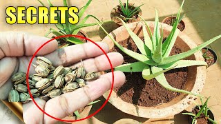 ALOE VERA PLANTS SECRETS CARE TIPS Do’s amp Don’ts  Automatic Propagation [upl. by Stillas]