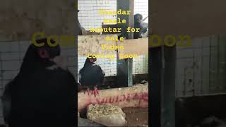 Kaale kabutar for sale kabootar bird kabootr pigeon sale babyanimals [upl. by Happy]