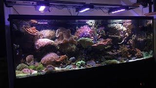 180 gallon reef update with some NEW FISH [upl. by Vasti]