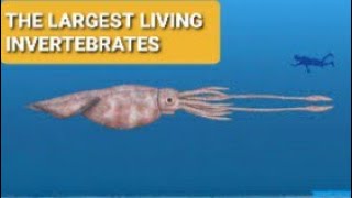 Facts About Colossal Squid  The Largest Living Invertebrates [upl. by Elbertine]