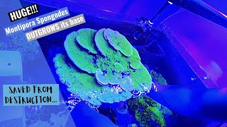 HUGE Green Montipora  How to remount a montipora after it has outgrown its base [upl. by Bully]