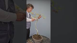 마삭줄Trachelospermum asiaticum shortsbonsai [upl. by Ardnahsal]