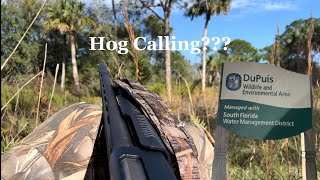 Florida Hog Hunting Dupuis WMA Hog Calling Small game season [upl. by Yssirc]