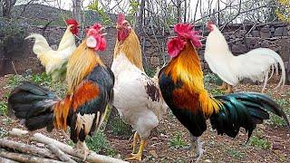 Full Rooster crowing compilation  Rooster Sound  Rooster Sound Effect  Rooster Crowing [upl. by Nirak62]