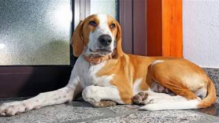 Istrian Shorthaired Hound  medium size dog breed [upl. by Prudence]