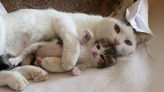 Cat Mom Cuddle With Her Kittens [upl. by Hindu]