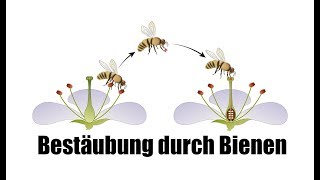 Bestäubung durch Bienen  Einfach für Kinder erklärt [upl. by Remoh]