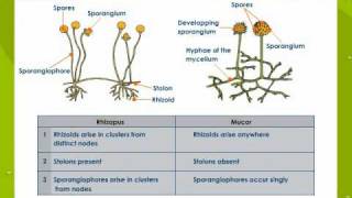 Bacteria and Fungi [upl. by Gunnar]