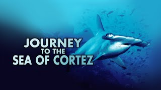 Journey to the Sea of Cortez HD [upl. by Thordis]