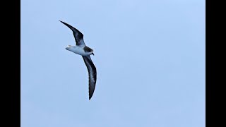 Zinos Petrel Madeira Island North Atlantic July 2018 [upl. by Ekim]