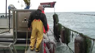 mussel spat harvesting with venturi system [upl. by Htiekal]