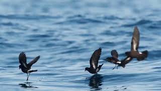 European storm petrel call [upl. by Taffy]