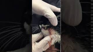 Severe Tooth Abscess in a Feline [upl. by Tereve926]