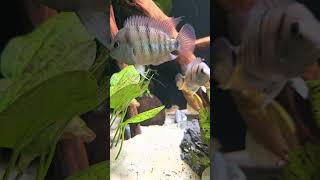 Cryptoheros cutteri pielęgnica błękitnooka parka doczekała się potomstwa 🥰 aquariumfish [upl. by Michaella]