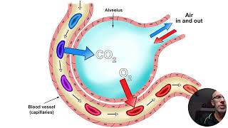 gas exchange in the lungs  VELS Science [upl. by Amber161]