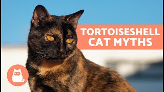 The LEGEND of TORTOISEHSELL CATS 🐱🧡 Are They Always Female Are They Infertile [upl. by Ebaj749]