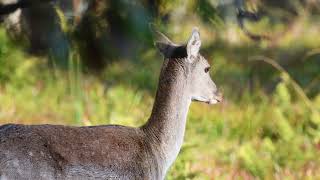 Fallow Deer  Warning call [upl. by Adine]