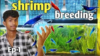 Shrimp breeding 🦐🦐🦐 ep1  How to breeding aquarium shrimp at home shrimp hindi aquarium viral [upl. by Felicidad]