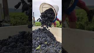 Second day of harvest domainechapuis wine winelovers winetime winemaking winemaker winery [upl. by Doig553]