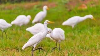 Egrets hunting in the fields  Egrets Hunting aliwildencounters [upl. by Effy]