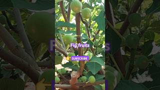 Fig fruitsAnjur orchardsatisfyingexplore [upl. by Nissie235]