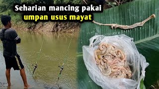 Sudah lama tidak mancing di spot ini apakah umpan usus masih gacor  lihat hasilnya [upl. by Hluchy]