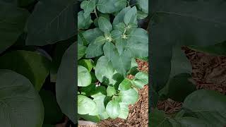 ashwagandha farmlifebestlife gardenfarmlife farmer utah greenhouse plants plant woodchips [upl. by Brunhild]