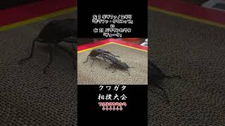 ギラファノコギリクワガタ ギラファ・クワコップ vs パラワンオオヒラタクワガタ チョーク 二本目 クワガタ 虫バトル [upl. by Andriette]