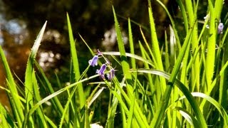 Fairy Glen Rosemarkie Scotland  Relaxing Nature Sounds by Calmsound [upl. by Jara53]