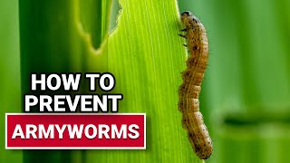 How To Prevent Armyworms  Ace Hardware [upl. by Sanferd504]