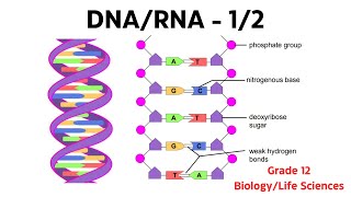 Grade 12 Life SciencesBiologyDNACellStructure [upl. by Eelinej]