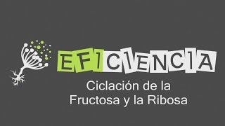 GLÚCIDOS CICLACIÓN DE LA FRUCTOSA Y LA RIBOSA Furanosa y Piranosa Proyección de Haworth [upl. by Ribal]