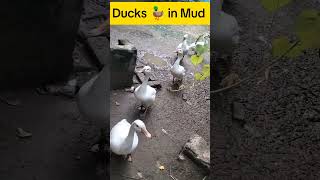 Pet loverviralvideoduckloverforyouduckbirdsshortsfeedshortsyoutubeshortsshortvideoduck [upl. by Tutankhamen]