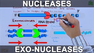 Nucleases  Exonucleases and Endonucleases [upl. by Nanreit]