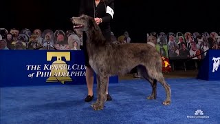 quotClairequot the Scottish deerhound wins Best in Show at 2020 National Dog Show [upl. by Yssej683]