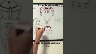 Así es la eferencia facial anatomy nervio facial eferencia facial [upl. by Alvira]