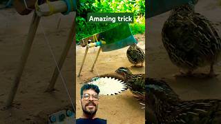 Amazing Trap🐓  Quail Trap shorts animaltraptrendingshorts youtubeshorts [upl. by Jaclyn]