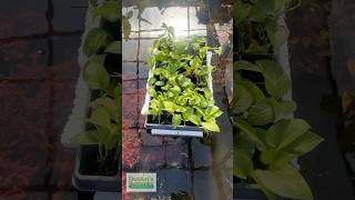 Floating Pothos Trays [upl. by Greenfield]