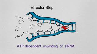 Gene Silencing Basics and Mechanism [upl. by Akaya904]