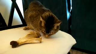 Chubbs the cat Bone Good [upl. by Tessie]