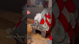 Diy Katzenhaus cat [upl. by Opalina]