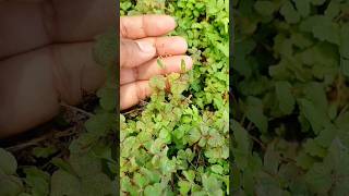 Testing the Viral Oxalis Plant shorts viral viralvideo treatment garden plants oxalisplants [upl. by Edrock]