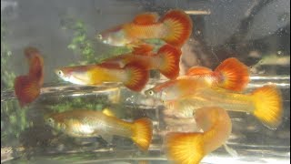 Changing My Guppy Cross Breeding Project by Breeding Red Versus Blue Males [upl. by Iliak]