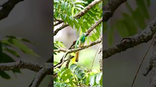 Blue  Bearded Bee Eater  Wildlife photographer in the Nilgiri of India  viralshort shortvideo [upl. by Annahsar343]