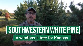 Southwestern White Pine for Windbreaks in Kansas [upl. by Bryner]