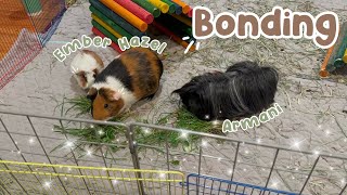 Bonding My New Baby Guinea Pig [upl. by Iek]