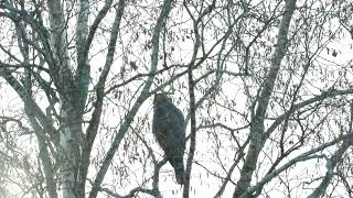 HØNSEHAUK  ACCIPITER GENTILIS [upl. by Roberts22]