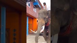 This elephant is very talented 😳shorts [upl. by Aneryc]