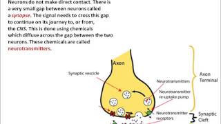 AQA Psychology Biopsychology AS [upl. by Enyawad26]