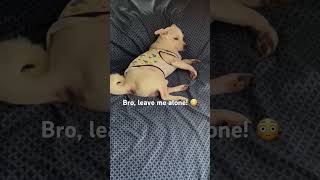 Bro is so spoiled funnyanimals dogshorts dogreaction dog dogmom dogsofinstagram doglife [upl. by Seiden806]